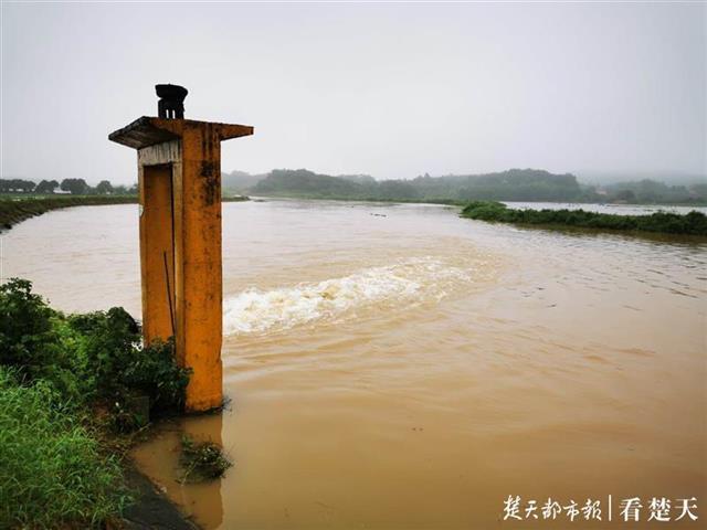 长江98洪水是几月份洞庭湖管理区为何洞庭湖区易管涌