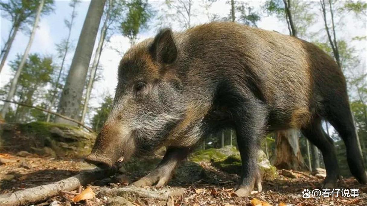 湖北野猪肆虐，一年摧毁百万斤粮食，居民们为何不反击野猪野猪泛滥地区当下野猪泛滥成灾，农民苦不堪言，如何有效地解决这一困扰难题