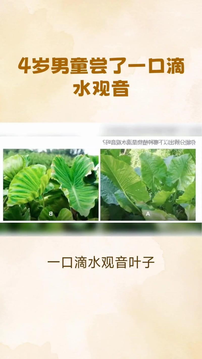 滴水观音蒸煮后有毒吗男孩误食滴水观音怎么办误食少量滴水观音，该如何处理 皮肤